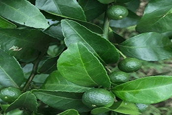 【智·農】新約農服柑橘CHAS管理方案：用心呵護每一個柑橘的成長