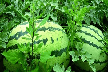 【智·農(nóng)】新約農(nóng)服西瓜CHAS管理方案：又大又甜的西瓜種植攻略