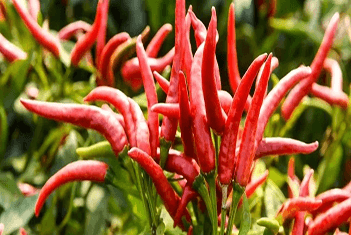 【智·農(nóng)】新約農(nóng)服辣椒CHAS管理方案：預防辣椒“三落病”，真是“泰褲辣”