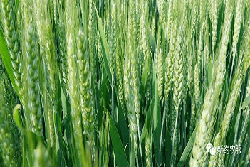 【智·農(nóng)】新約農(nóng)服小麥CHAS健康管理方案：構建小麥豐產(chǎn)株型