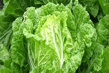 【智·農(nóng)】新約農(nóng)服大白菜CHAS健康管理方案：構建大白菜豐產(chǎn)株型