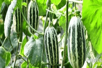 【智·農(nóng)】新約農(nóng)服甜瓜CHAS健康管理方案：構建甜瓜豐產(chǎn)株型