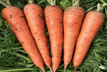 【智·農】新約農服胡蘿卜CHAS管理方案：“根紅苗正”的典范