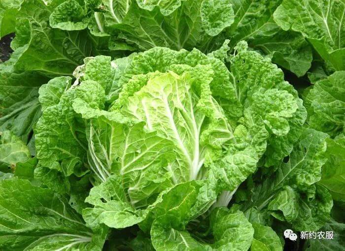 【智·農】新約農服大白菜CHAS健康管理方案：構建大白菜豐產株型