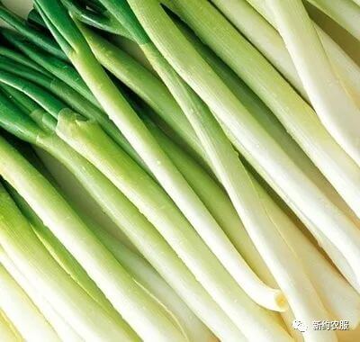 【智·農】新約農服大蔥CHAS健康管理方案：助力大蔥“病”削“蔥”贏！