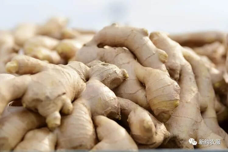 【智·農】壤壤滿家?N1.0+：攜手新約，“姜”山永固