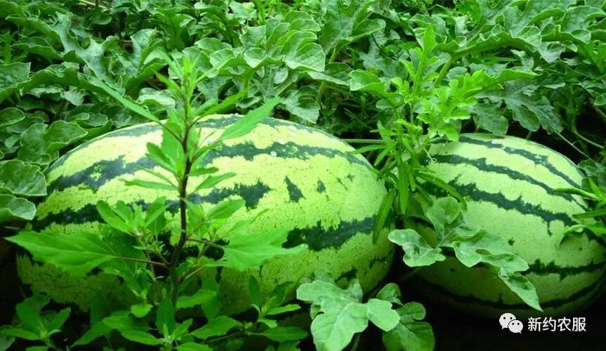 【智·農】新約農服西瓜CHAS管理方案：又大又甜的西瓜種植攻略