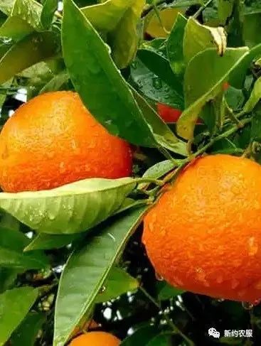 【智·農】新約農服柑橘CHAS管理方案：用心呵護每一個柑橘的成長