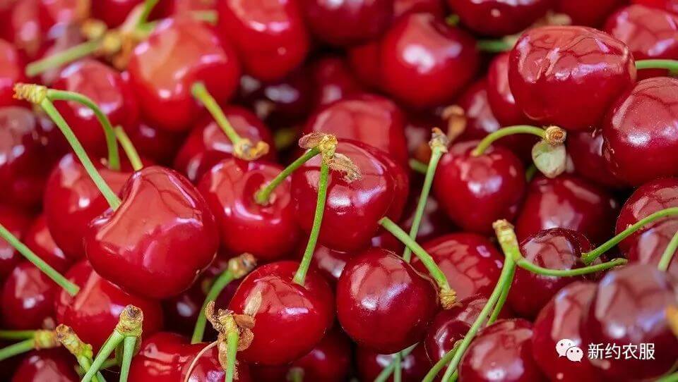 【智·農】新約農服櫻桃CHAS管理方案：櫻桃生長“七宗罪”