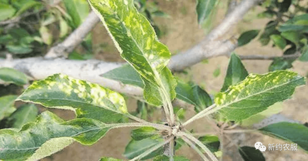 【智·農】新約蘋果實用管理方案-小葉病