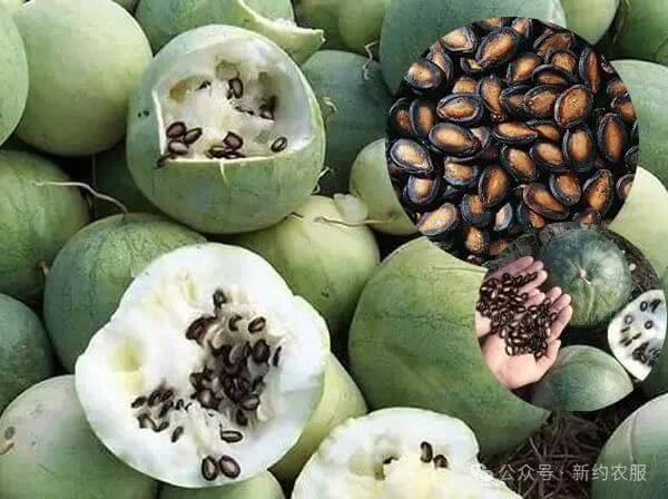 【智·農】新約農服打瓜CHAS管理方案：為打瓜產量贏得“滿膛采”