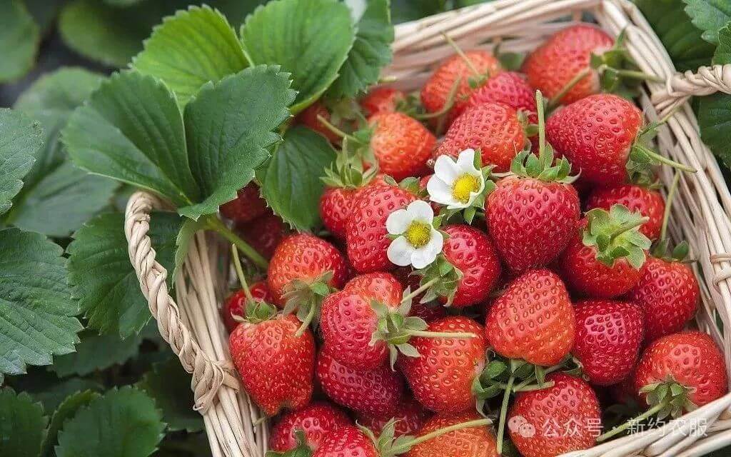 【智·農】新約農服草莓CHAS管理方案：種出“高顏高甜”草莓