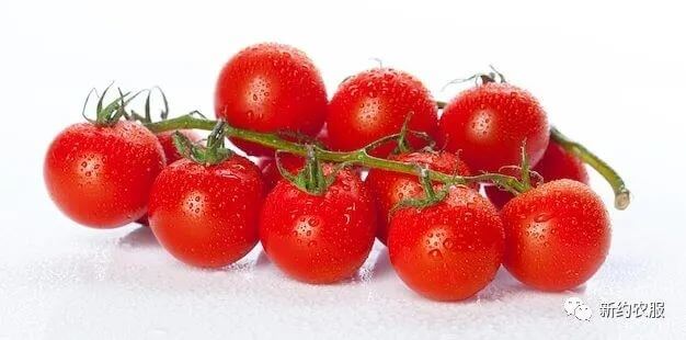 【智·農】新約農服小番茄CHAS管理方案：小小番茄的避坑指南