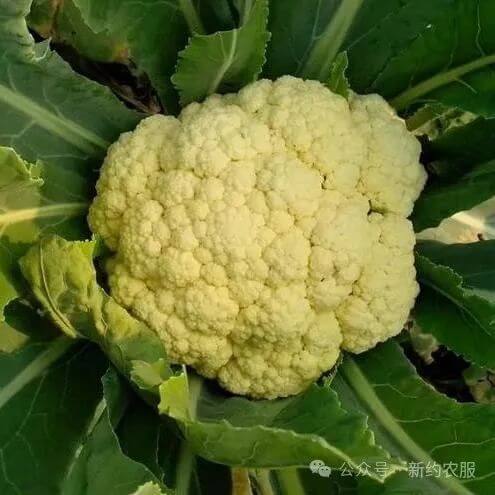 【智·農】新約農服花椰菜CHAS管理方案：打造高品質花球最佳組合