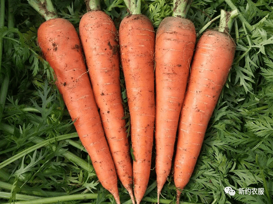 【智·農】新約農服胡蘿卜CHAS管理方案：“根紅苗正”的典范