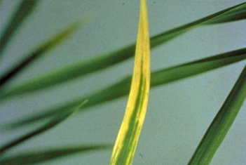 【智·農】作物缺鈣癥狀與防治