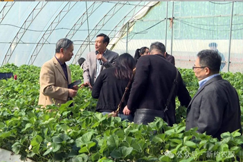 【智·聞】東港舉辦草莓種植百年交流會