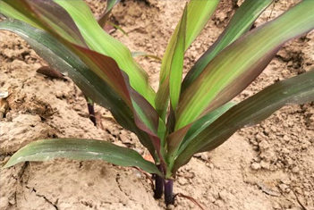 【智·農】磷元素的功能及對玉米的影響