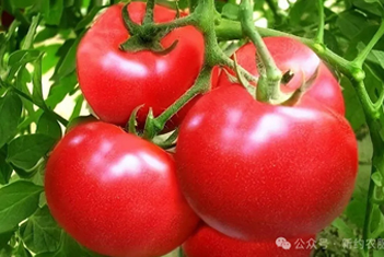 【智·農(nóng)】新約農(nóng)服溫室秋冬茬番茄CHAS管理方案，幫您解決番茄冬季生產(chǎn)常見四大問題