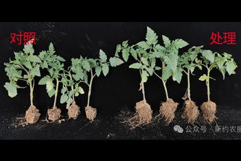 【智·農(nóng)】根號(hào)組合：從根部做起，守護(hù)作物茁壯成長
