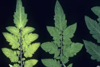 【智·農(nóng)】作物缺錳癥狀與防治