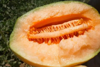 【智·農(nóng)】從田間到舌尖的哈密瓜CHAS管理方案