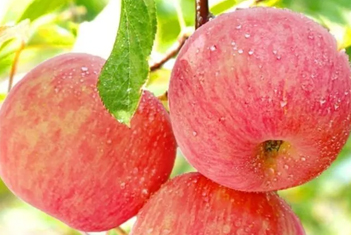 【智·農(nóng)】新約農(nóng)服蘋果轉(zhuǎn)色方案，幫助蘋果更好轉(zhuǎn)色