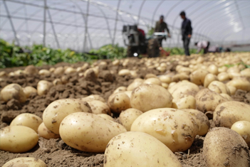 【智·農(nóng)】冷棚馬鈴薯種植指南，幫您解決常見種植問題