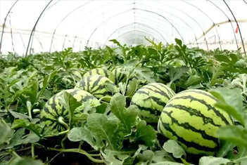 【智·農(nóng)】溫室西瓜的早期優(yōu)育栽培秘籍