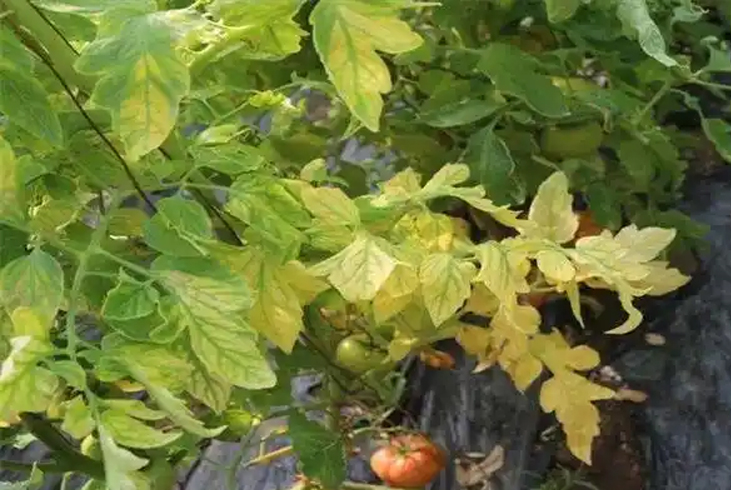 【智·農】作物缺氮癥狀與防治