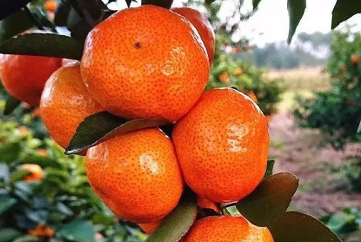 【智·農】柑橘保花保果的秘密
