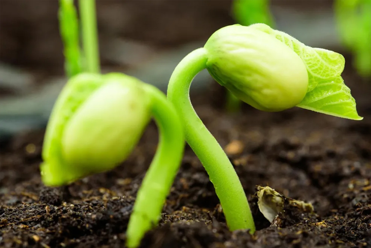 【智·農】植物內源激素簡介（二）