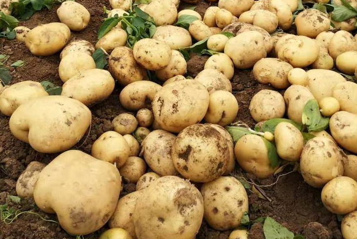 【智·農】馬鈴薯CHAS管理方案，助農增收添“薯”光