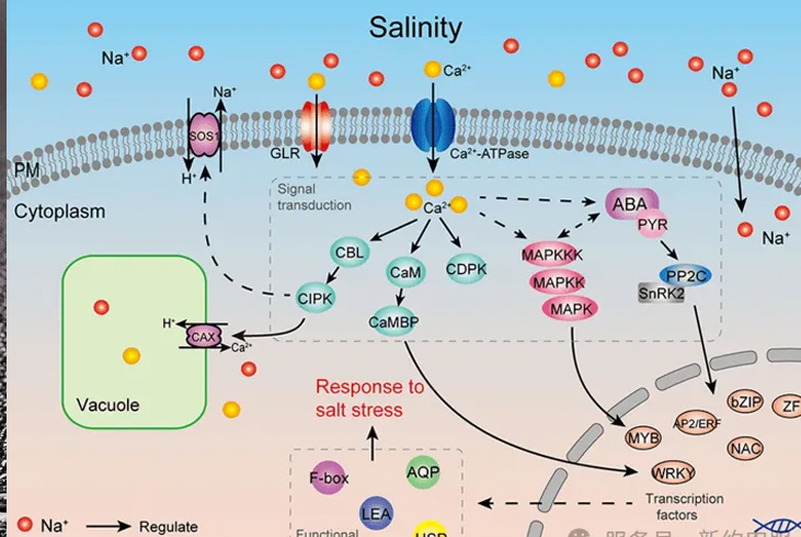 【智·農】植物內源激素在生物脅迫和非生物脅迫中的作用