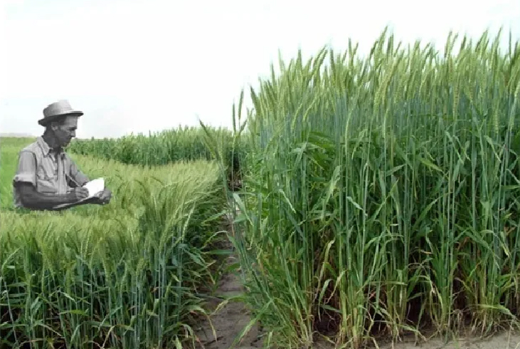 【智·農】植物內源激素：赤霉素介紹