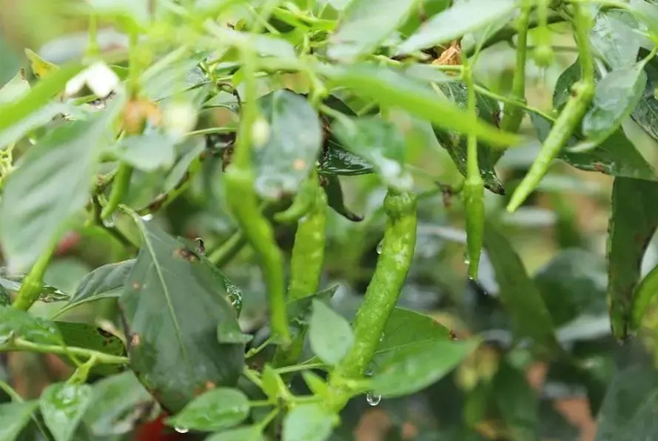 【智·農】越夏辣椒死棵多、難開花、坐果差，新約農服來幫忙