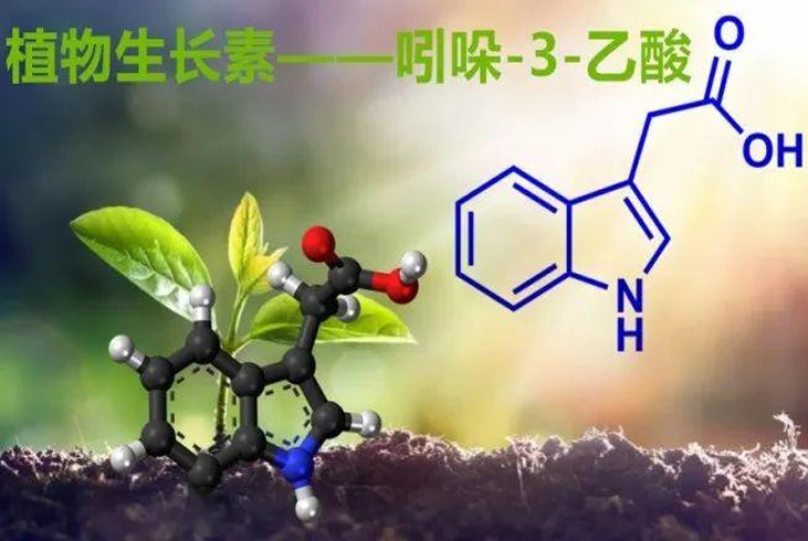【智·農】生長素簡介
