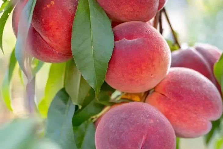 【智·農(nóng)】桃樹CHAS管理方案：破解膨大轉(zhuǎn)色難題，提升種植效益