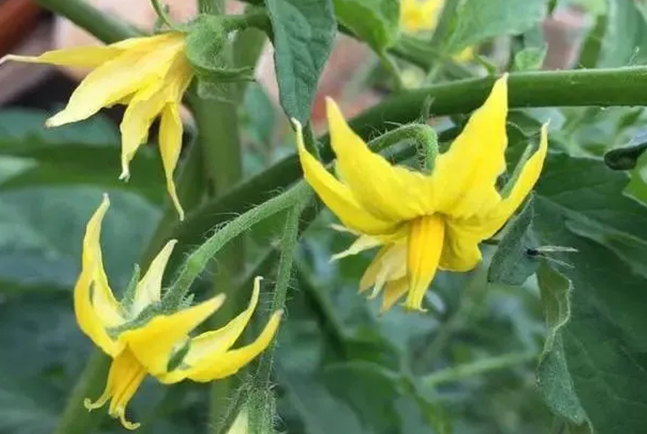 【智·農(nóng)】秋延遲番茄高溫難題破解：從苗弱花小到保花保果的新約方案