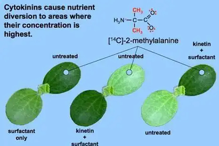 【智·農(nóng)】植物內(nèi)源激素：細(xì)胞分裂素介紹
