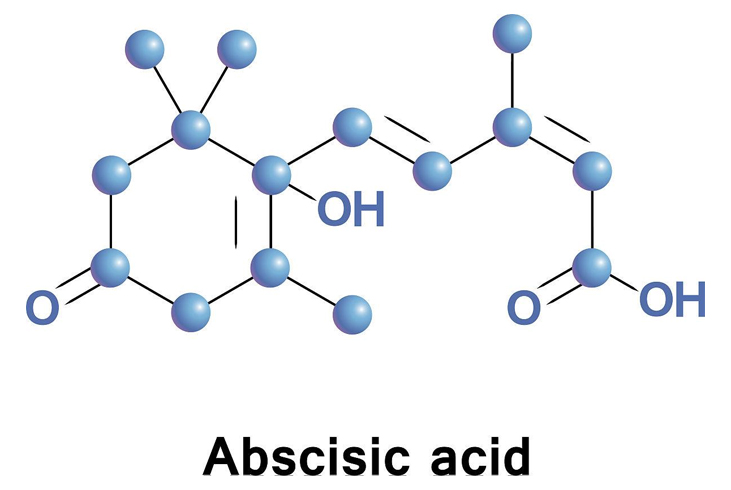 【智·農(nóng)】植物內(nèi)源激素：脫落酸簡(jiǎn)介