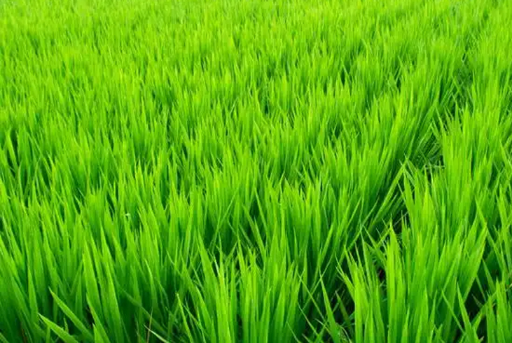 【智·農(nóng)】新約農(nóng)服水稻提苗2+1方案，壯苗促緩苗，增加有效分蘗