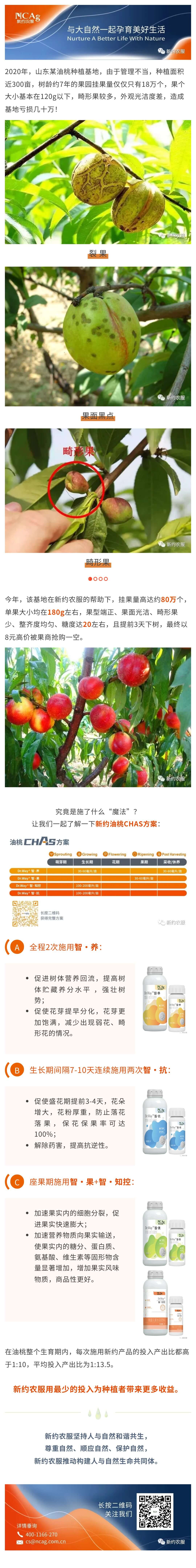 【智·農】被果商搶購的高價油桃.jpg